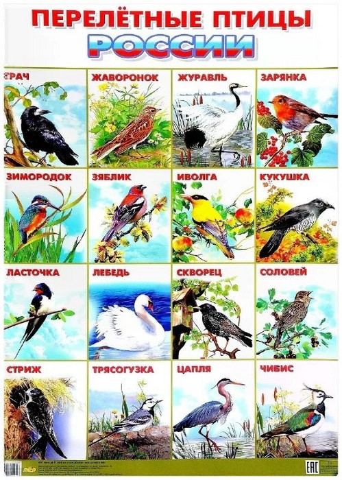 Плакат «Перелетные птицы России», (55 х 77 см)