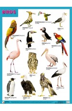 BIRDS = Птицы