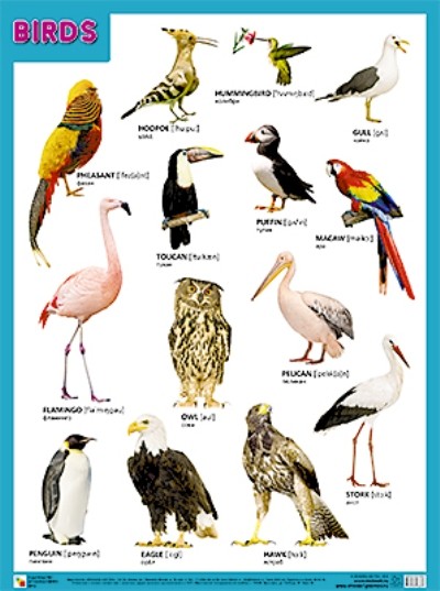 BIRDS = Птицы