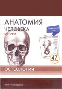 Анатомия человека. Остеология (47 карточек)