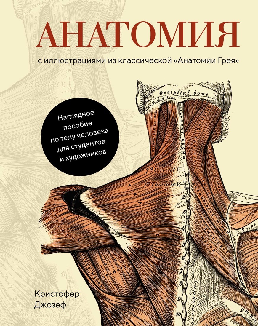 Анатомия: С иллюстрациями из классической «Анатомии Грея»