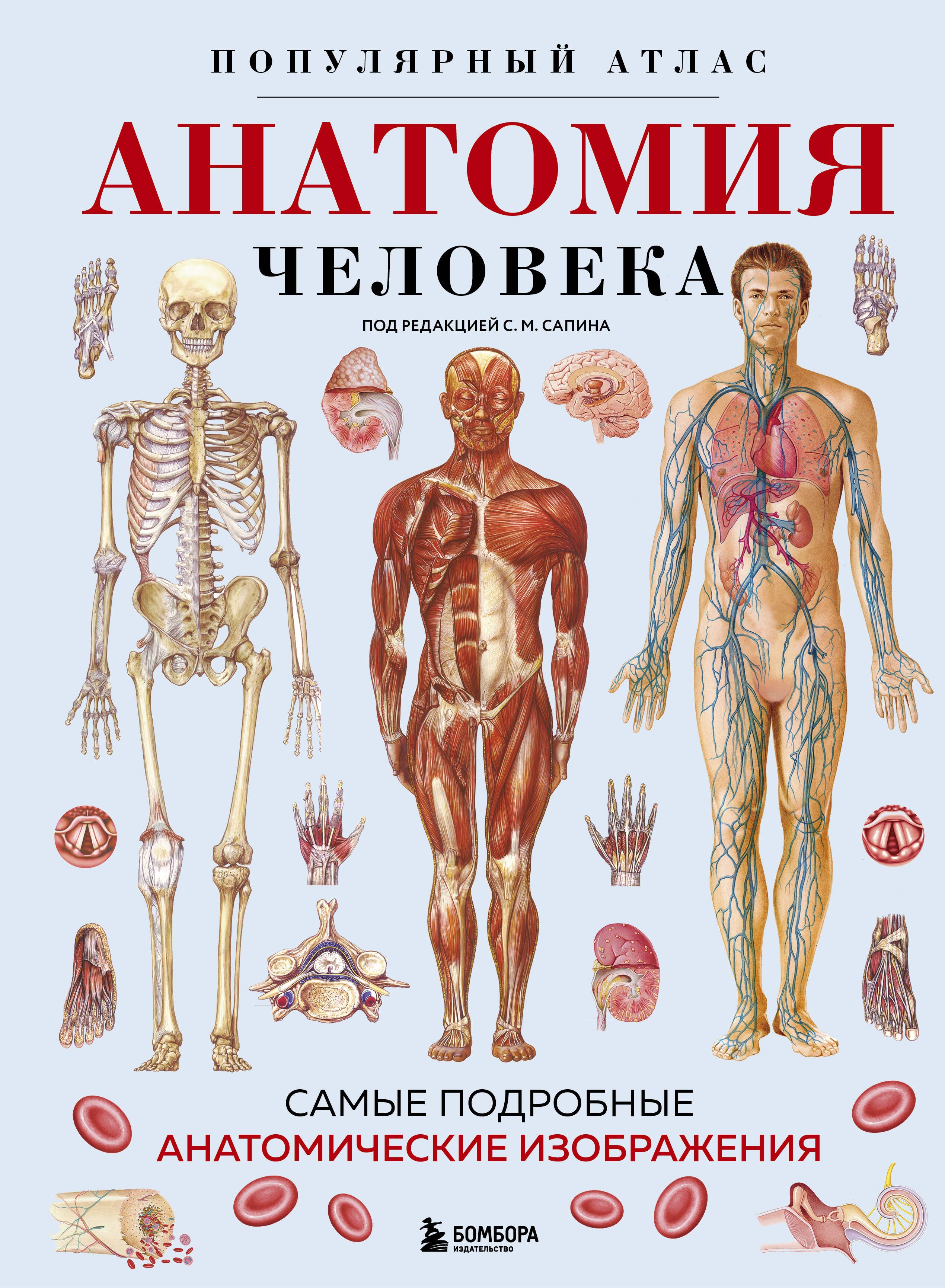 Анатомия человека. Популярный атлас. Самые подробные анатомические изображения