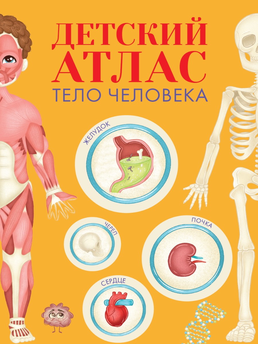 ДЕТСКИЙ АТЛАС ТЕЛО ЧЕЛОВЕКА мат.ламин, выб.лак, тиснение, мелов.бум.  236х336