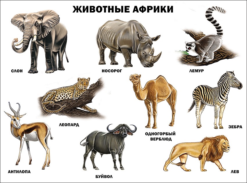 Животные Африки (плакат)