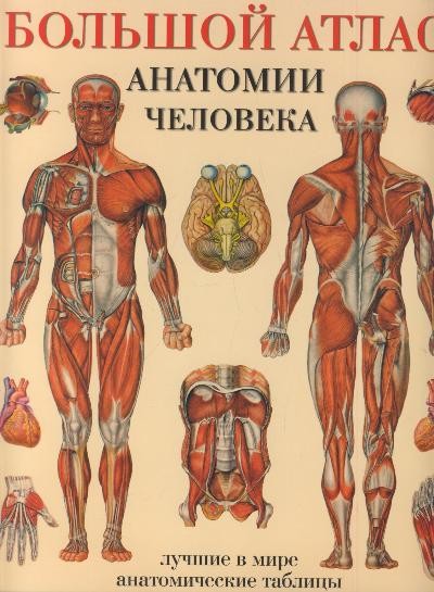 Большой атлас анатомии человека