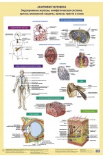 Анатомия человека. Эндокринные железы, лимфатическая система, органы иммунной защиты, органы чувств и кожа (в тубусе)